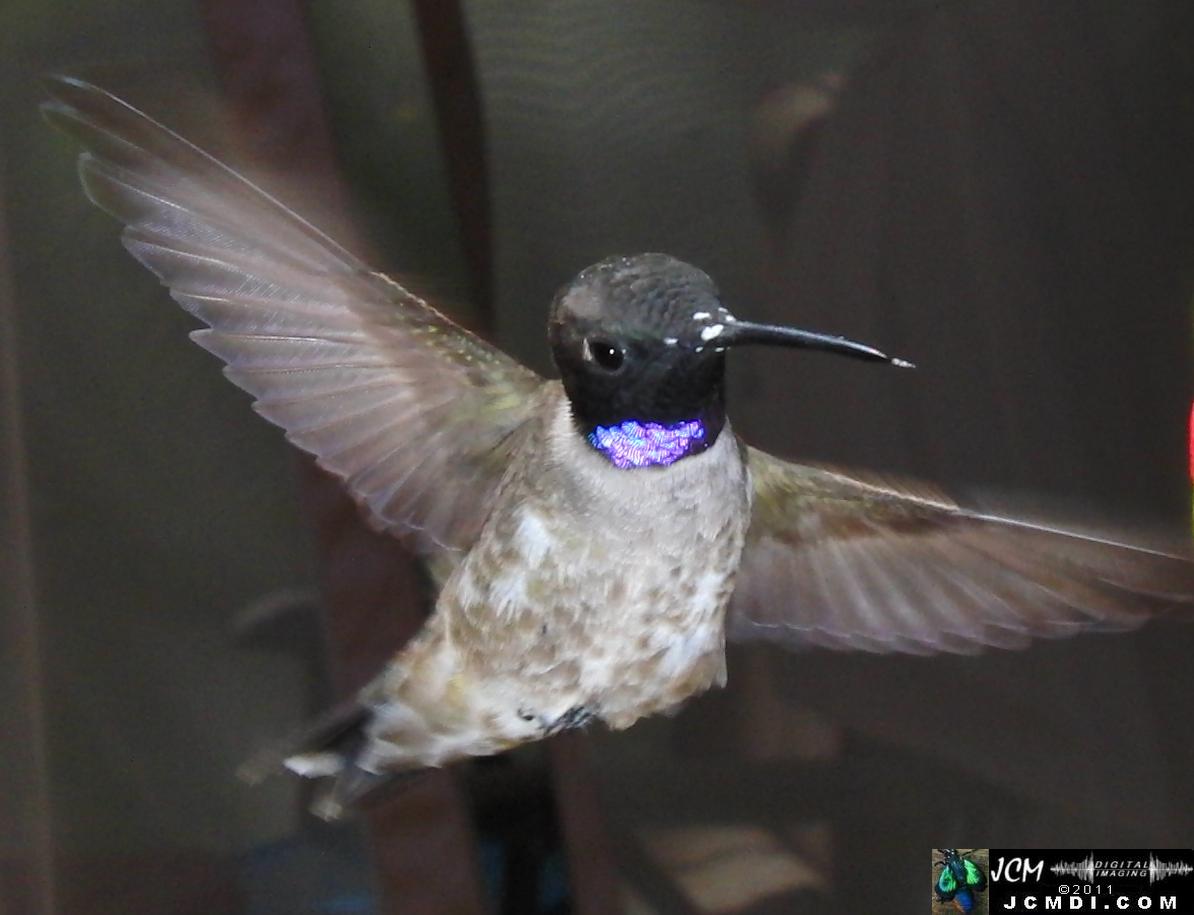 Hummingbird photo captured from Robo-Cam Motion Detection at JCMDI.COM